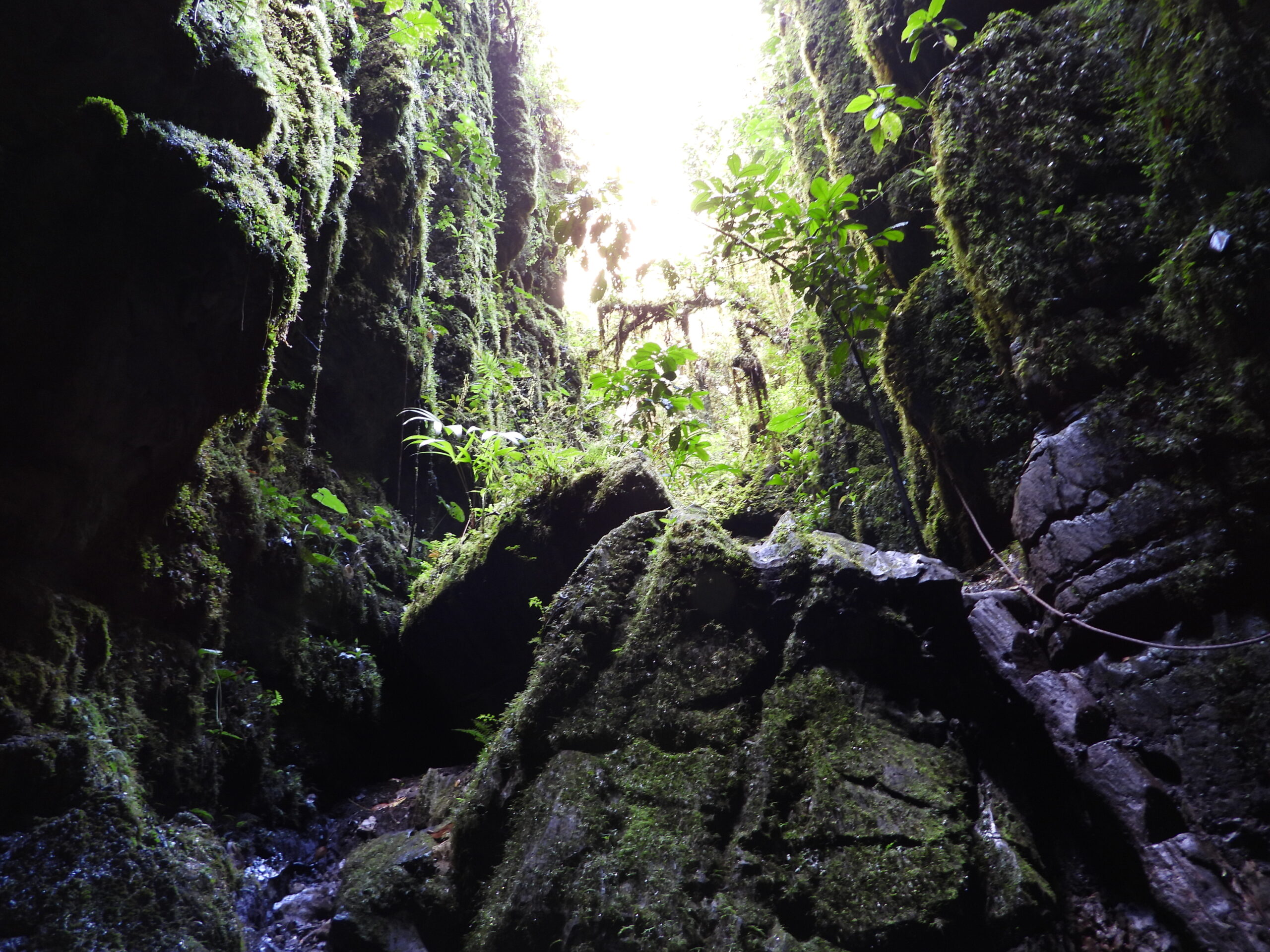 Bosques pandora avatar colombiano pasadía